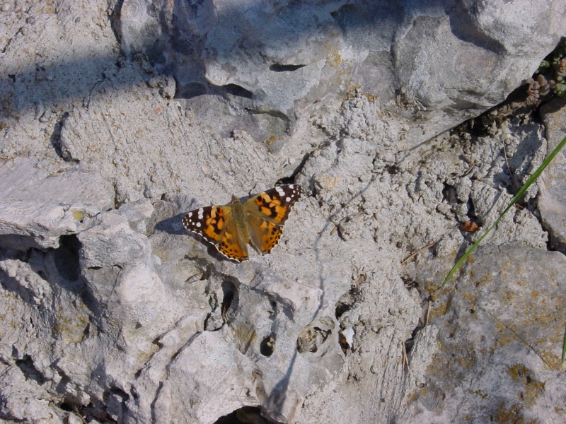 Eze Exotischer Garten 3.JPG -                                